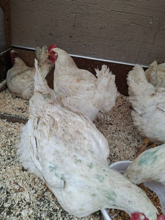 Броллер Товуклар Курицы 5,5- 6-кг