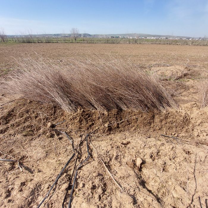 Қарағаш көшеттері