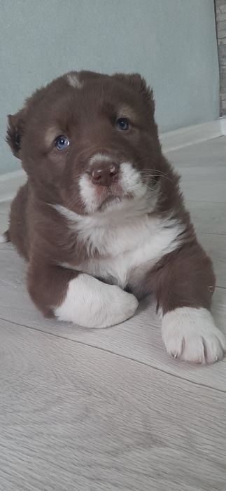 Продам щенка алабая