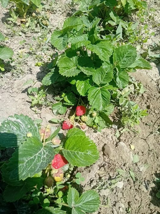 Продаётся дача,участок 7соток