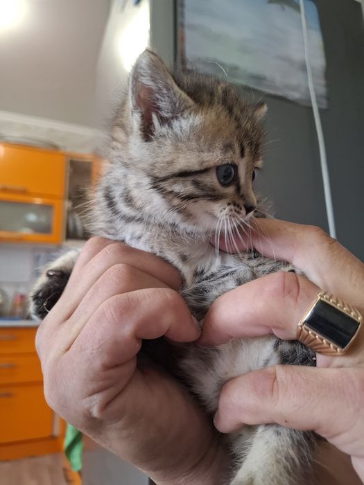 Отдам котенка в добрые руки