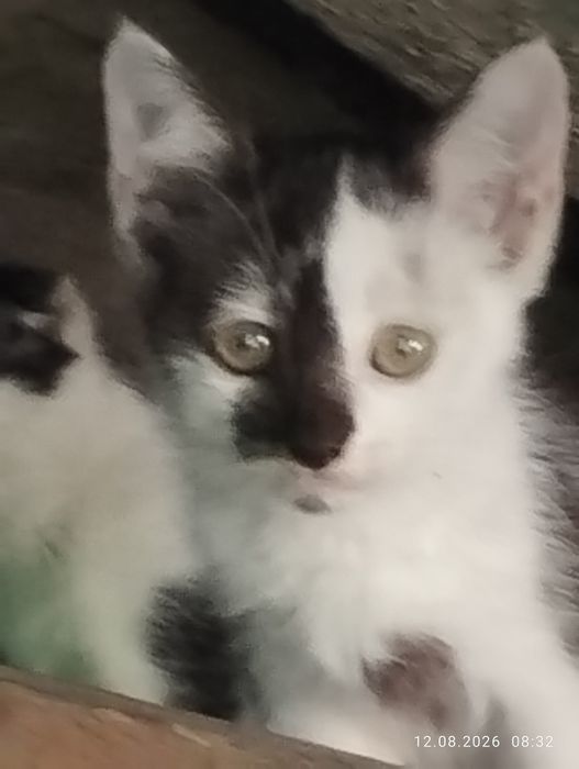 Бесплатно  отдаю котят