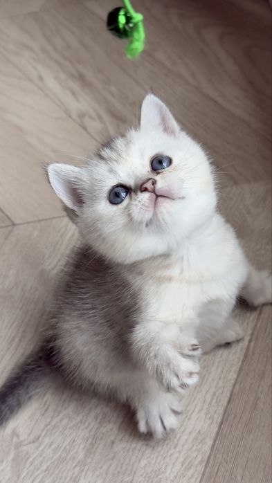 Продаются котята серебристые шиншиллы