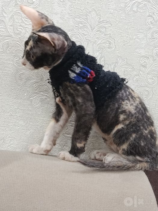 Продам! Котята ,, сфинкс "