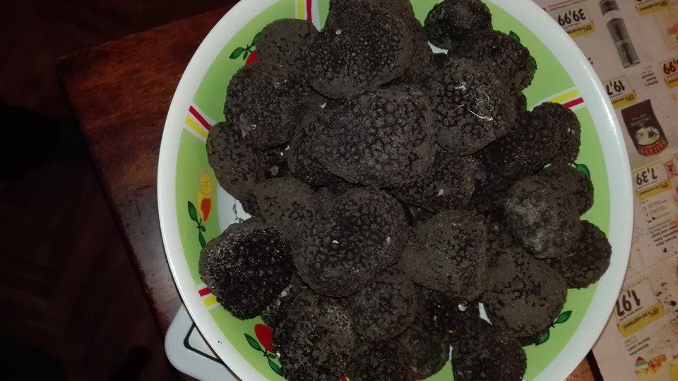 Уред за търсене на бял трюфел магнатум пико electronic truffle finder