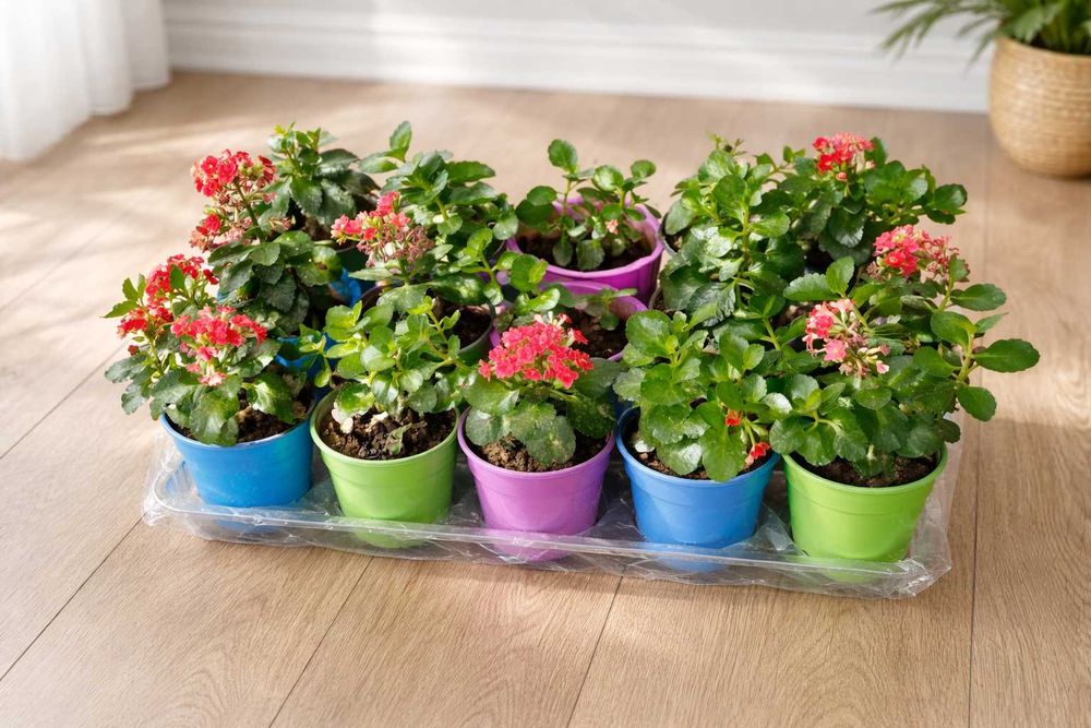 Комнатные растения