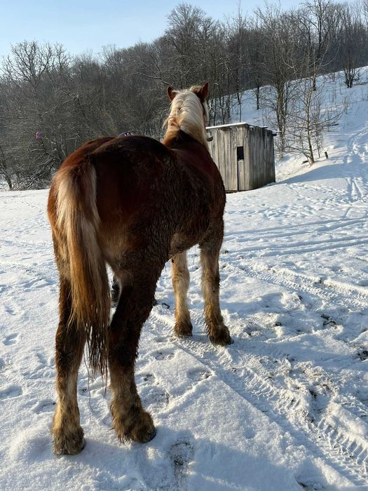 De vânzare mânz (armăsar )