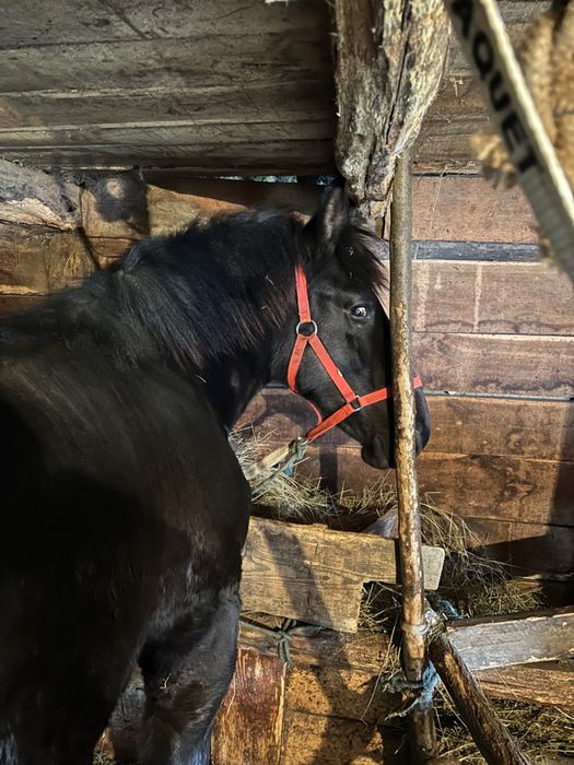 Cal de vânzare (mânz) – 1 an