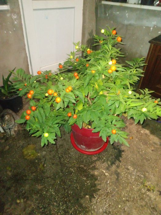 Cireasa de Ierusalim Bartoli (Solanum)