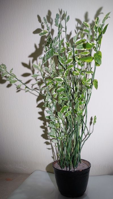 Педилантус комнатный цветок