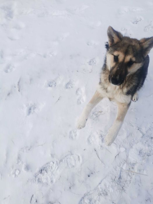 Отдам щенка в добрые руки