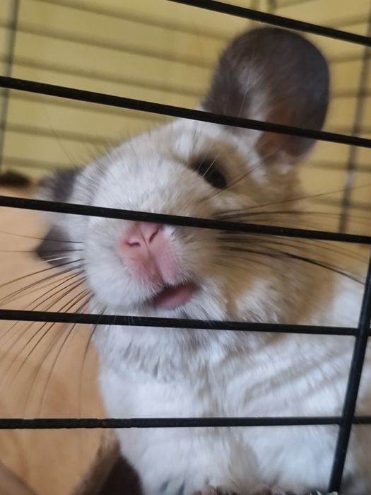 Chinchilla alba si brown velvet(sinsila)