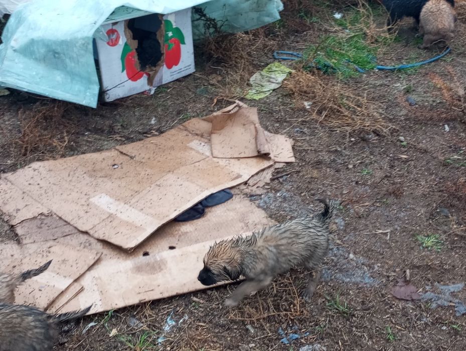 Отдам в добрые руки зайдите пожалуйста