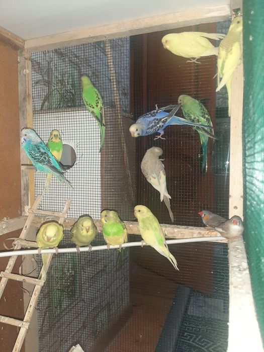 Волнисти папугай