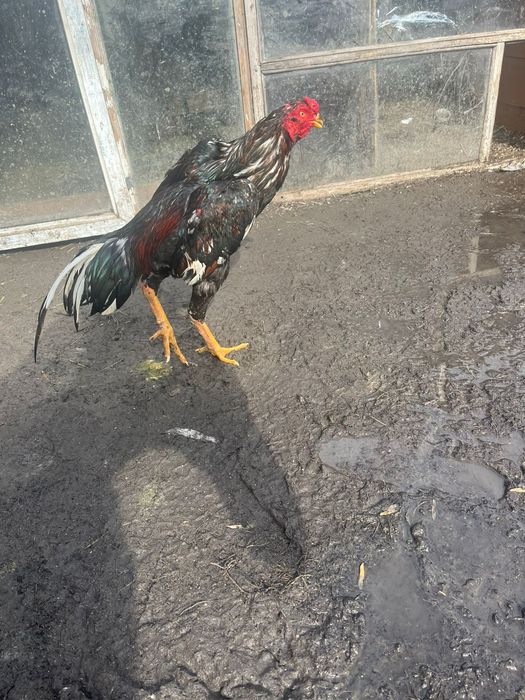 Дакан бойцовый петух