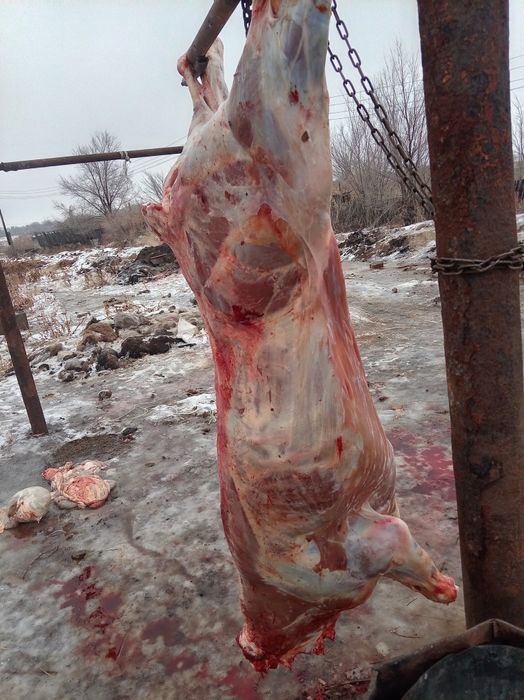 Семіз Тайыншалар кашарлар бар