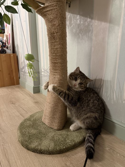 Кошечка подросток