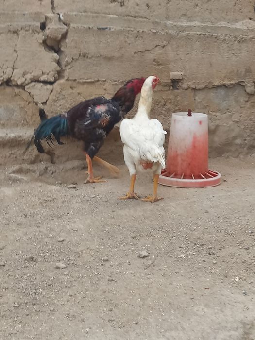 Oq toza moki 4.200vedi zoti kares tuxumda