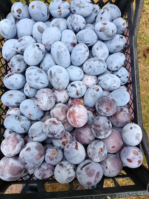 Prune de vânzare