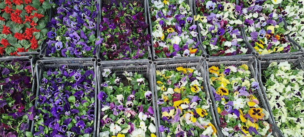 Ер гуллар 

Питония 2 500 сўм донаси 
Шафран 3 000 сўм донаси 
Салвия