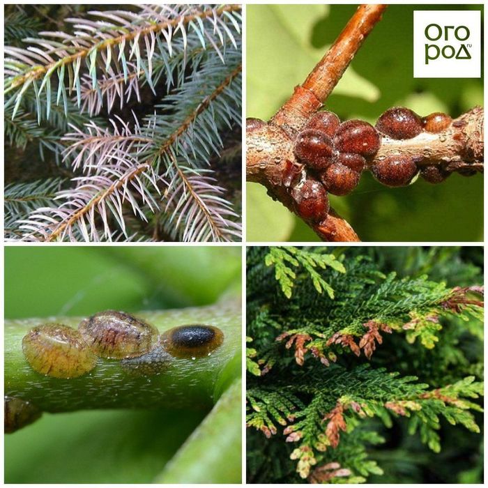 Обработка деревьев от тли и насекомых  Дори сэпиш Садовник Богбон.