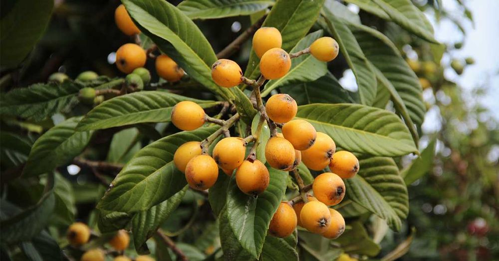 Японска мушмула (Eriobotrya japonica, Loquat)