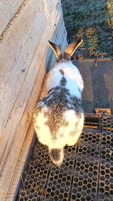 Iepuroi fluture german