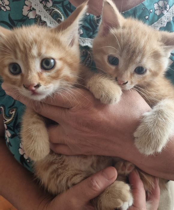 Бесплатно котята
