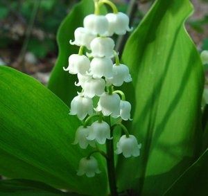 Продаю цветы ландыши