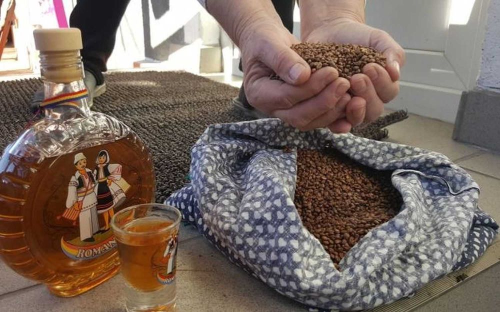 Seminte de struguri rosii