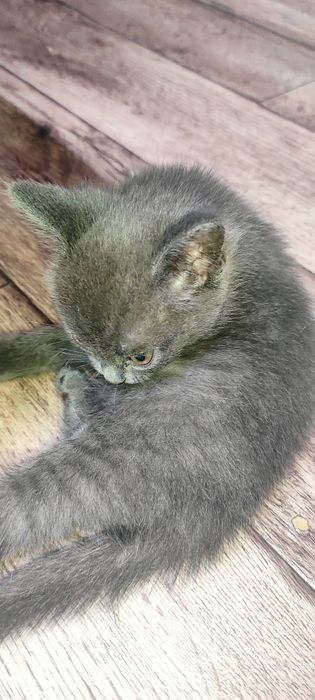Дарю очень милого котёнка.