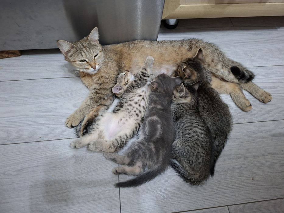 Милые котята даром