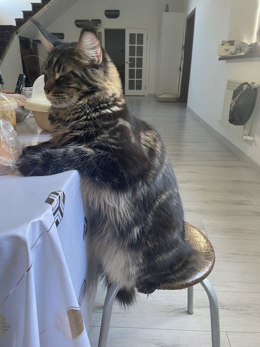 Продам котика Мэйнкуна