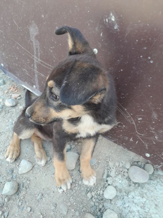 Кушык овчарка сатам