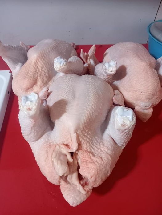 Продажа Бройлер.
