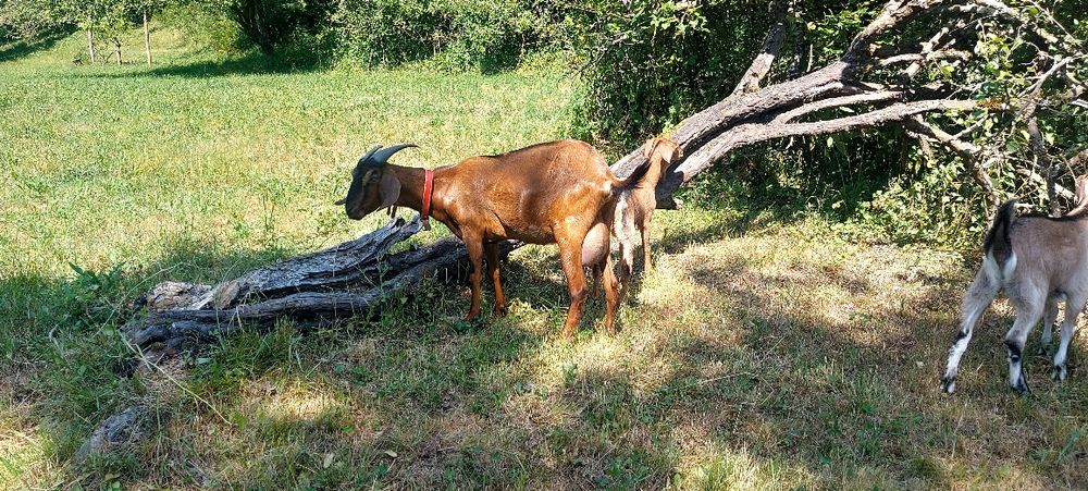 Capre Anglo nubian cuAlpine Franceză