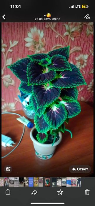 Продам герани разные