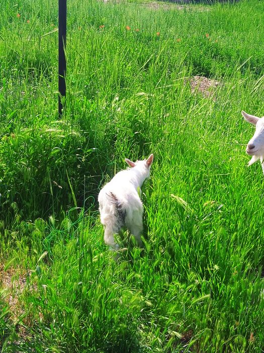Zanin echkilar sotiladi ona bola emas  manzil Toshkentda Xasanboyda
