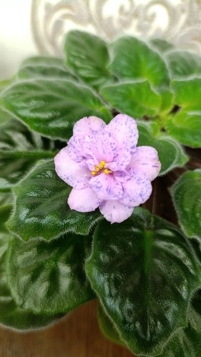 Цветущие сортовые фиалки