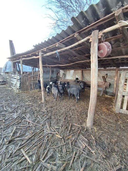 Oi de vânzare metisate