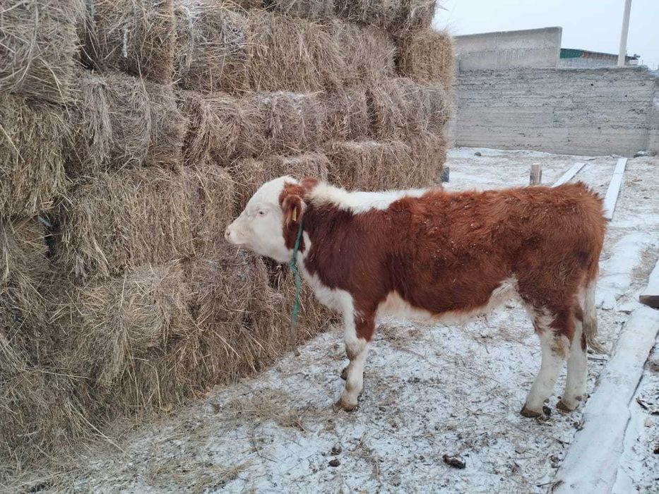 Продам скот для откорм