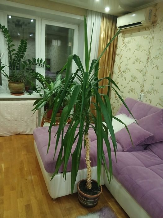 Продам комнатный цветок  юкка