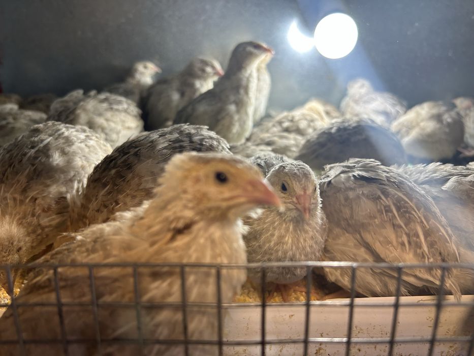 Pui prepelita / prepelite