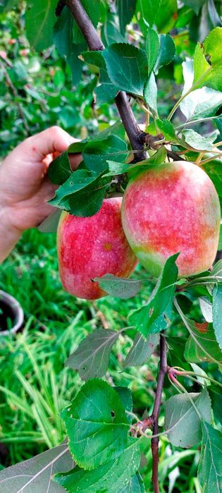 Продам дачу, район Телецентра СО "Кристалл"