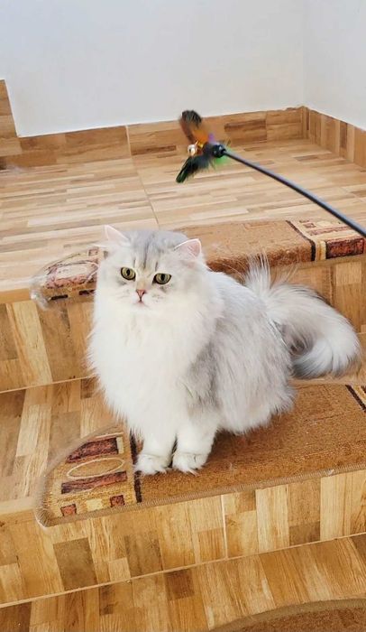 British longhair fetita pedigree din ambii parinti Campioni Mondiali