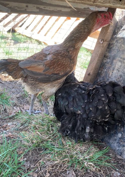 Пррдам бойцовую курицу