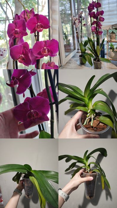 Декабрист, орхидея, сингониум, каланхоэ