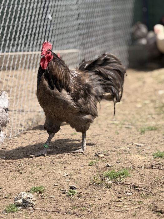 Ofer spre vanzare gaini si cocosi Brahma & Australorp