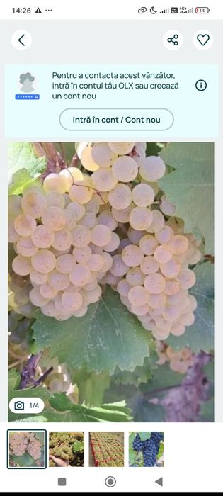 Vând struguri de vin alb și negru