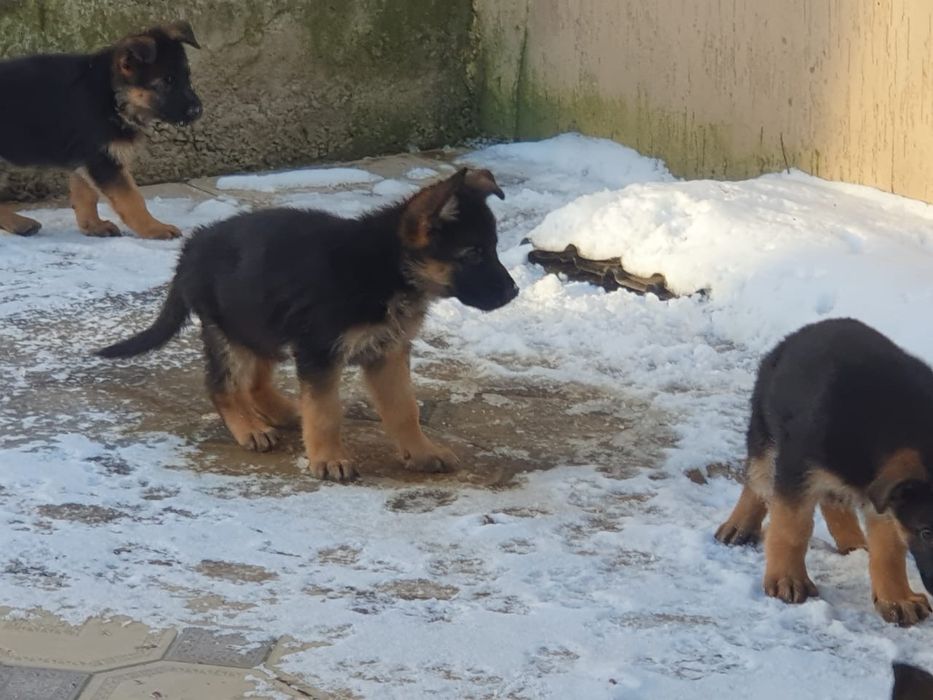 Элитные овчарки девочки